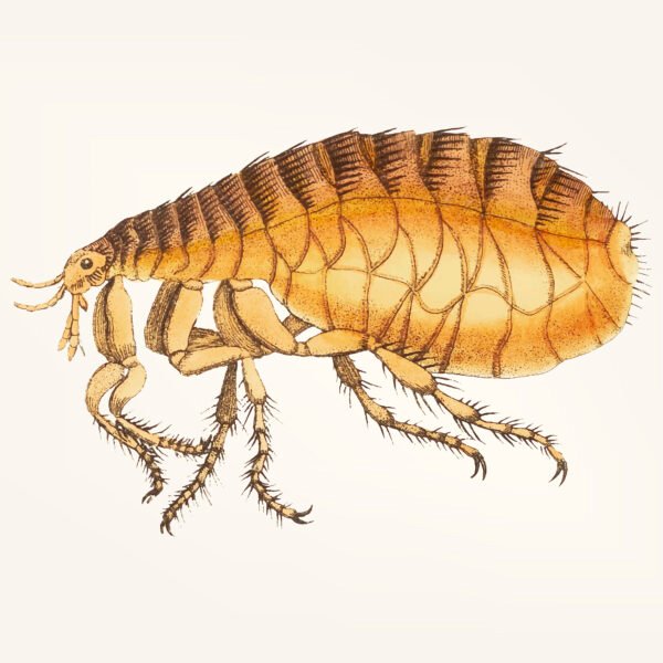 Infestação de Pulgas e Macumba: Verdades, Prevenção e Soluções