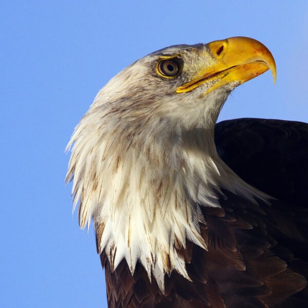 Quais são as 7 virtudes da águia? O Segredo do Símbolo de Força