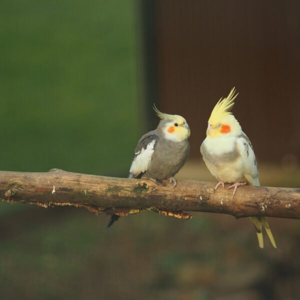 Pode dar dipirona para calopsita? Cuidados e orientações seguras