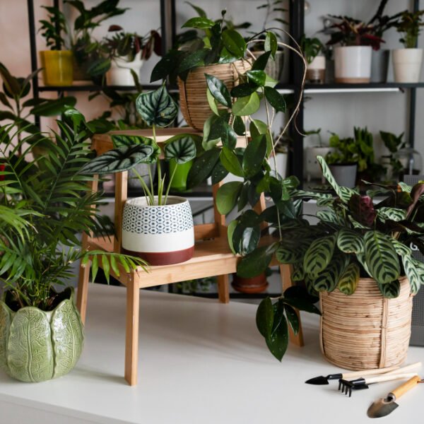 plantas de interior