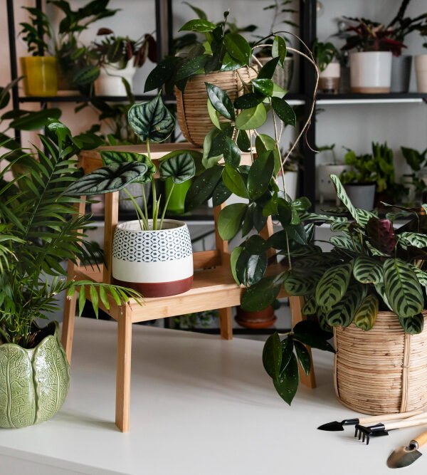 plantas de interior