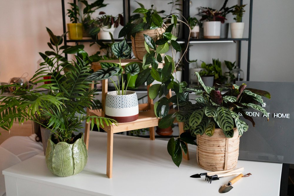 plantas de interior
