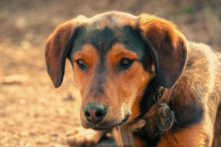 Olho de cachorro remelando muito: causas comuns e como tratar